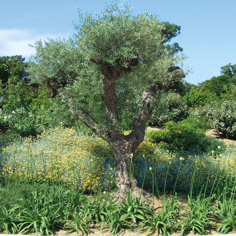 Saint-Tropez Parcs et Jardins